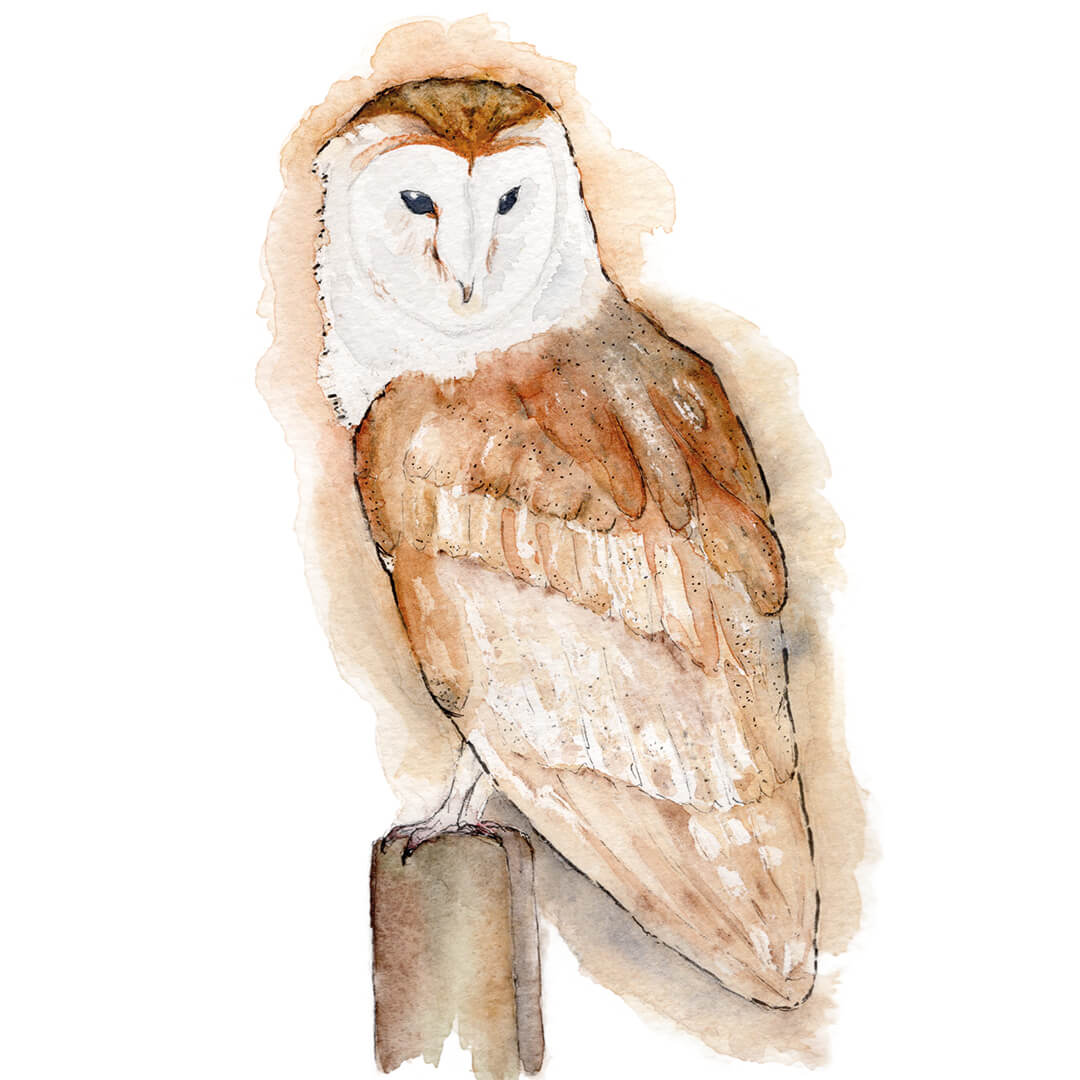 Barn Owl Perching, Watercolour Print, Wall Art, A4, Home Gift - Hare and Pheasant Designs