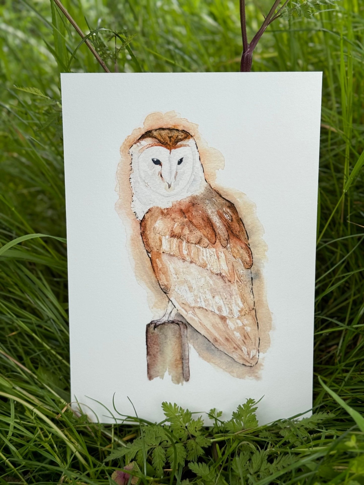 Barn Owl Perching, Watercolour Print, Wall Art, A4, Home Gift - Hare and Pheasant Designs