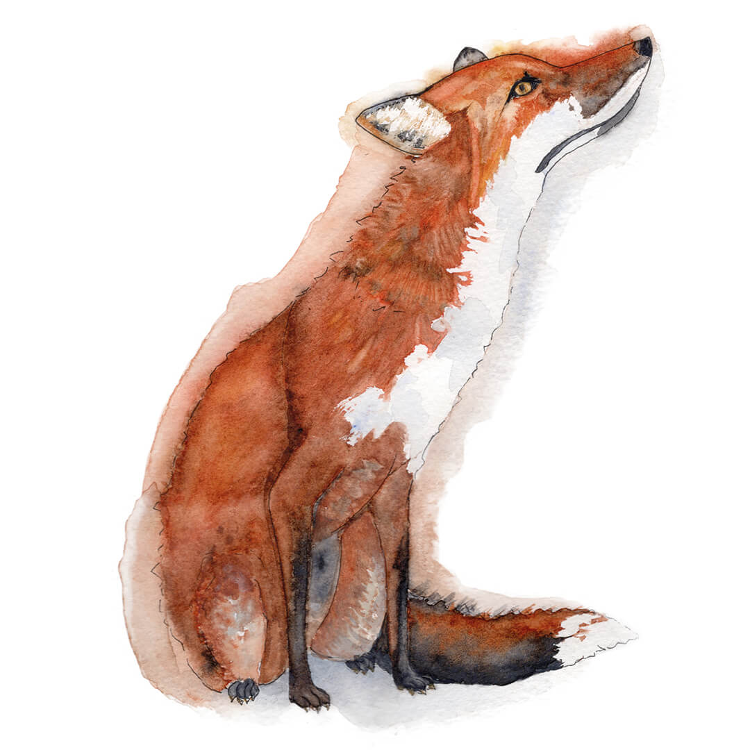 Fox Watercolour Print, Wall Art, A4, Home Gift - Hare and Pheasant Designs