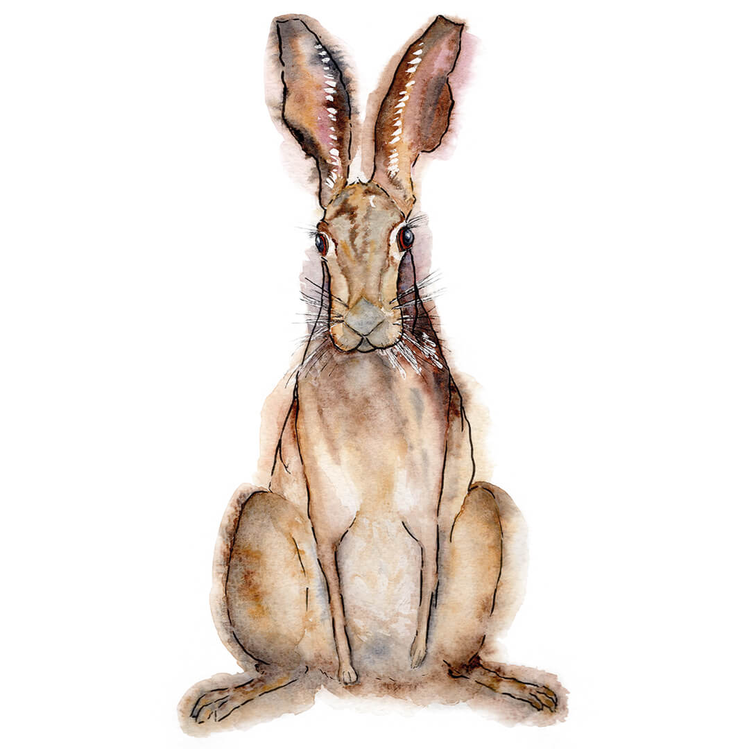 Hare Watercolour Print, Wall Art, A4, Home Gift - Hare and Pheasant Designs