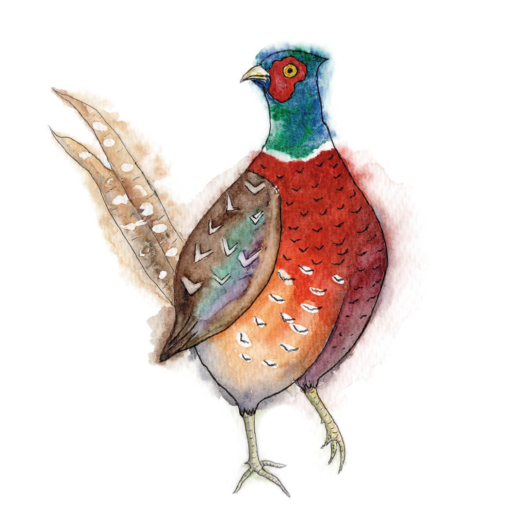 Pheasant Watercolour Print, Wall Art, A4, Home Gift - Hare and Pheasant Designs