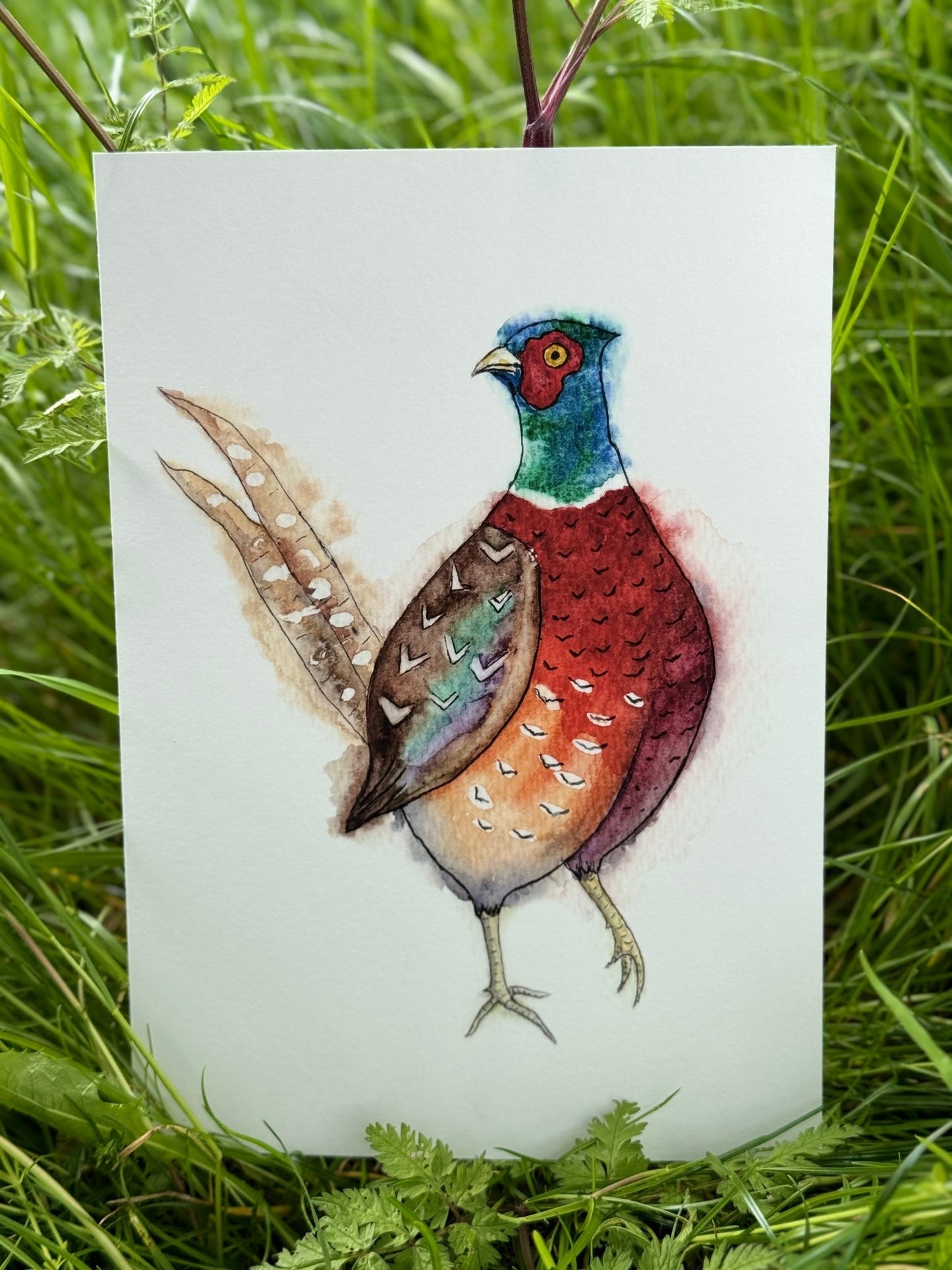 Pheasant Watercolour Print, Wall Art, A4, Home Gift - Hare and Pheasant Designs